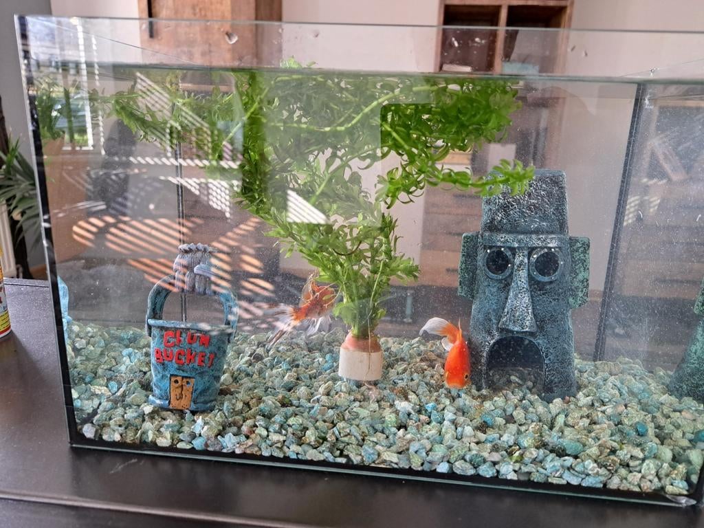 Aquarium met 2 goudvissen, Vis