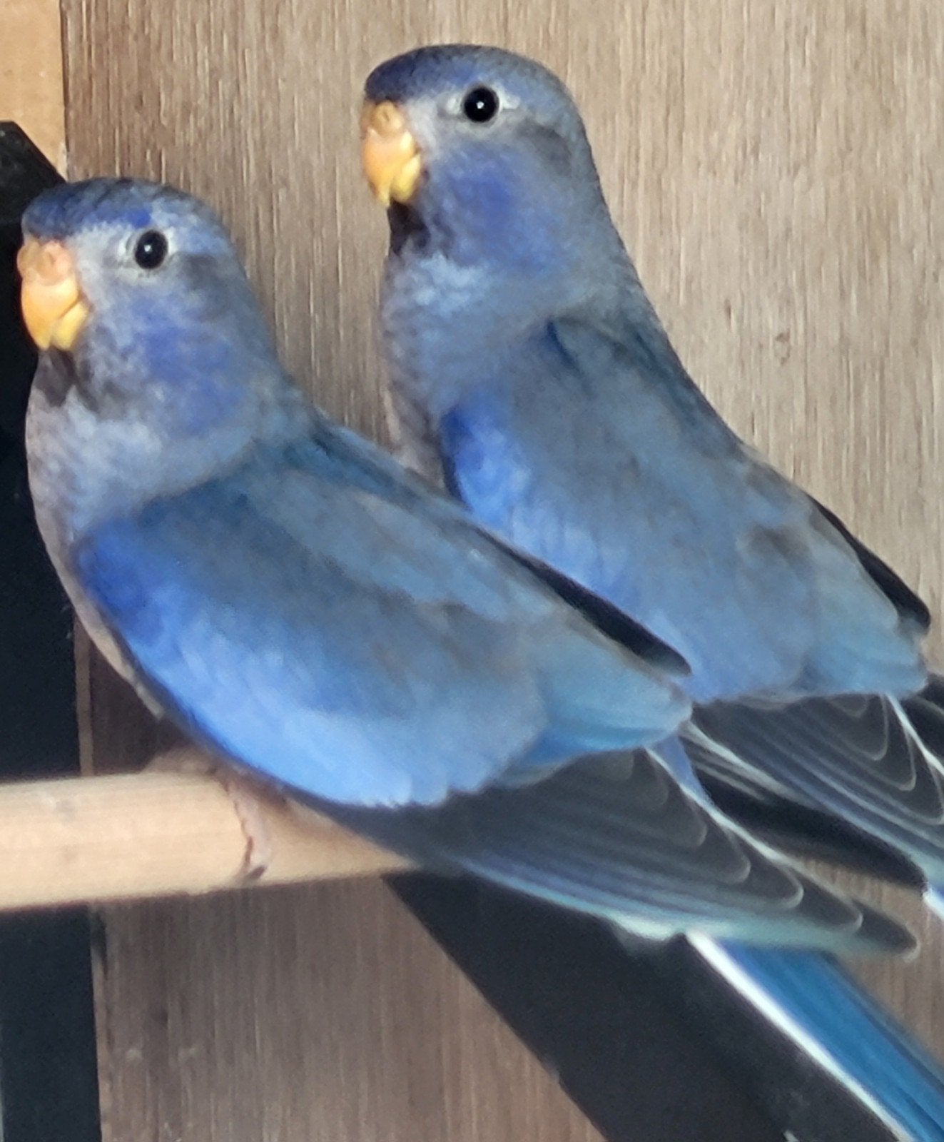 Splendids te koop, Dieren en Toebehoren, Meerdere dieren, Parkiet