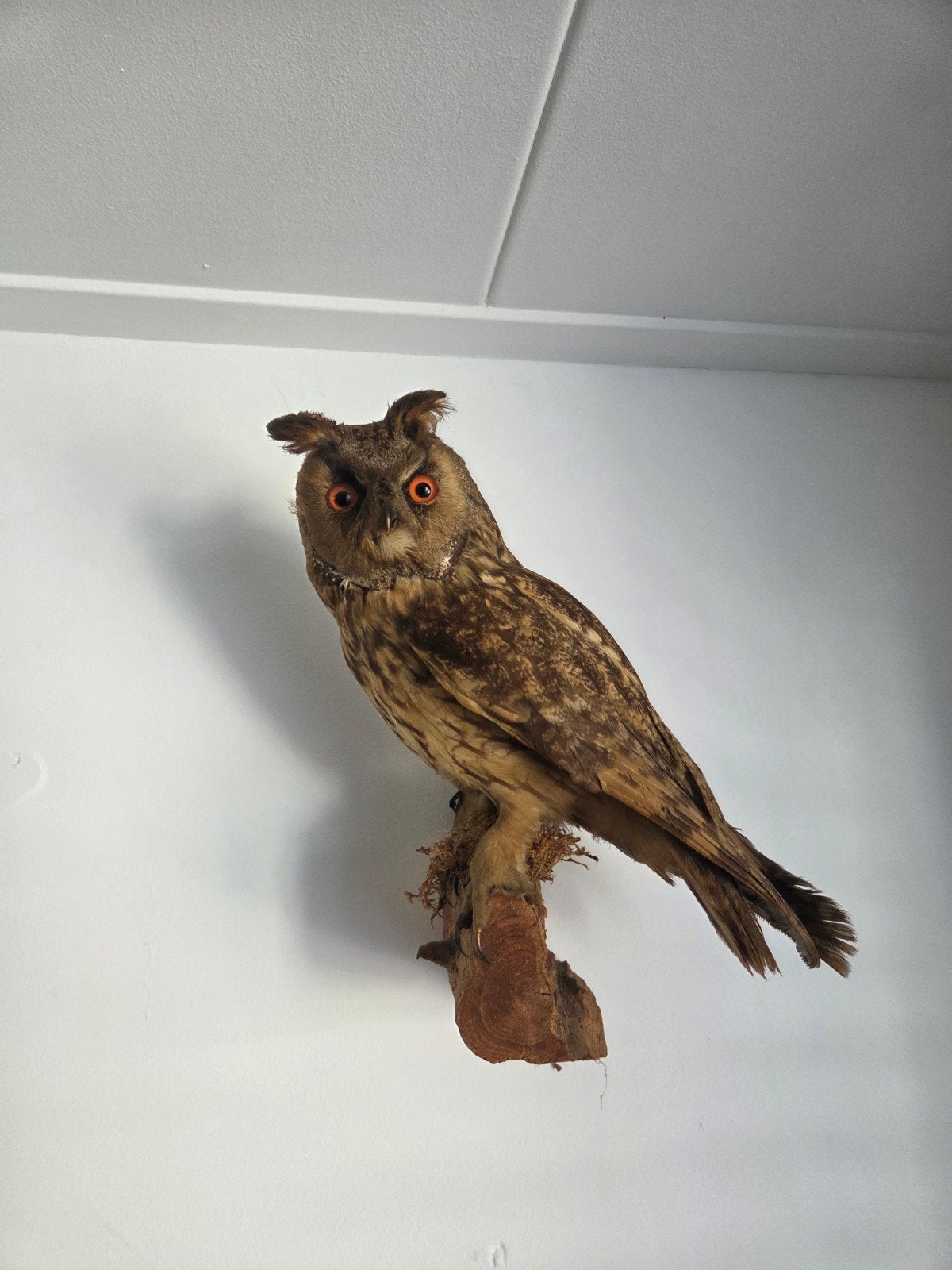 Opgezette ransuil uil buizerd kauw gaai taxidermie decoratie, Ophalen of Verzenden, Zo goed als nieuw, Vogel, Opgezet dier