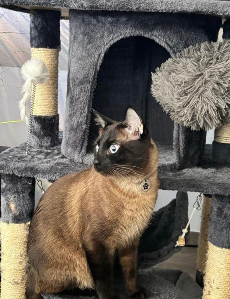 Siamees kitten