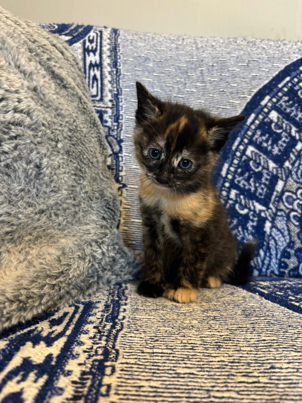 Kitten kruising main coon, Poes