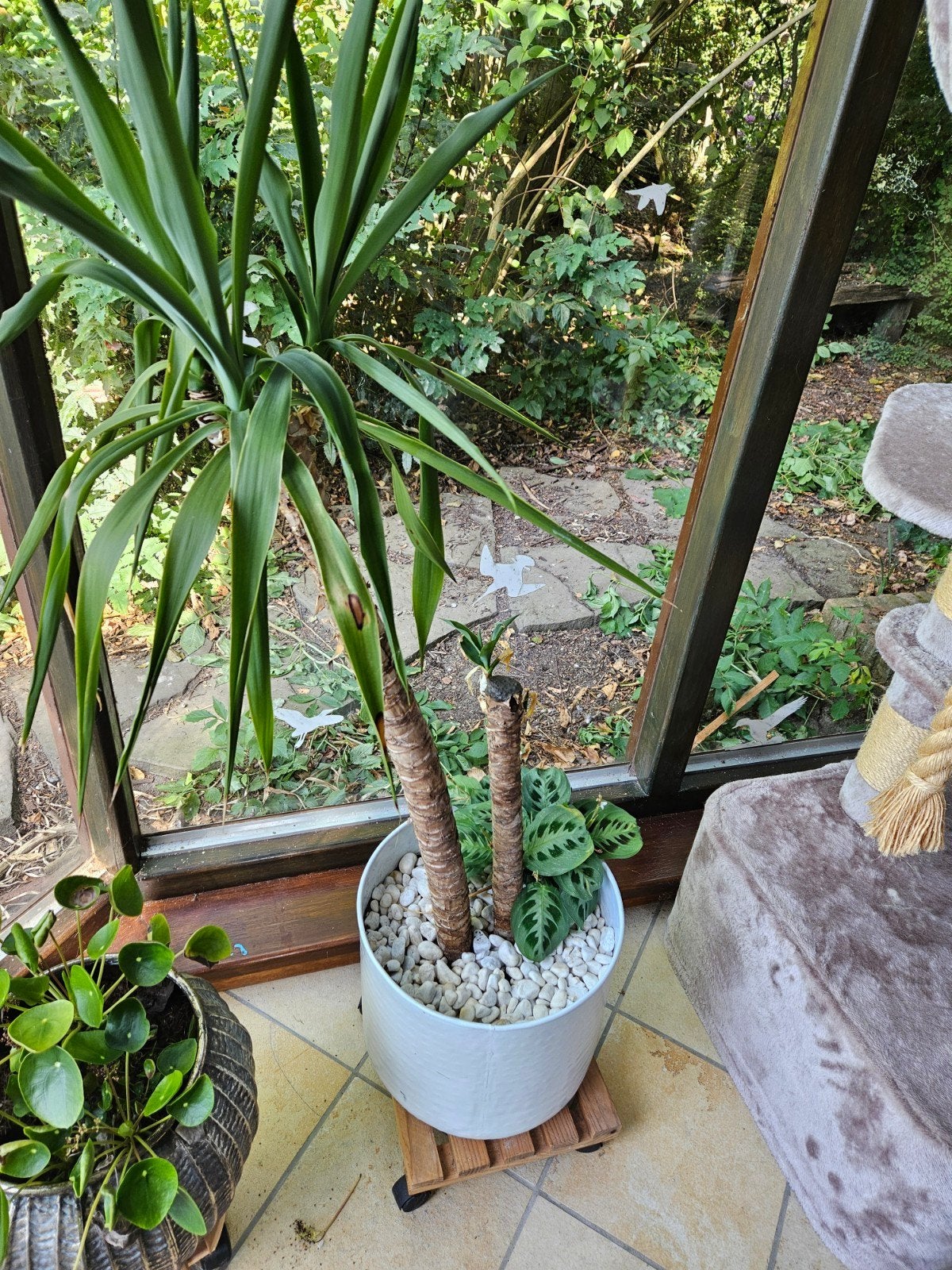 mooie yucca met pot, Ophalen, Kunststof, Rond, Binnen