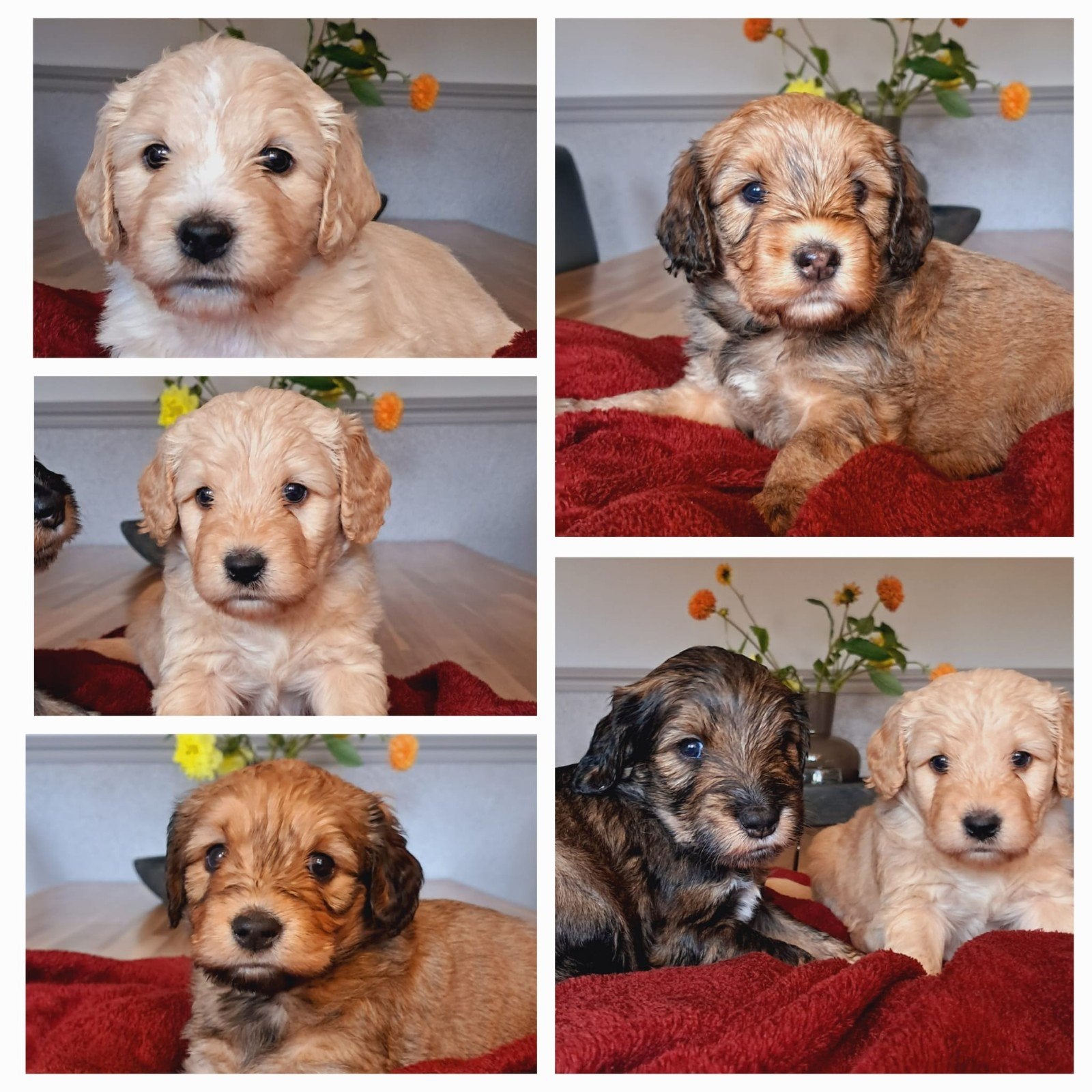 Lieve Labradoodle pups, Overige rassen, 8 tot 15 weken, Meerdere, Meerdere dieren
