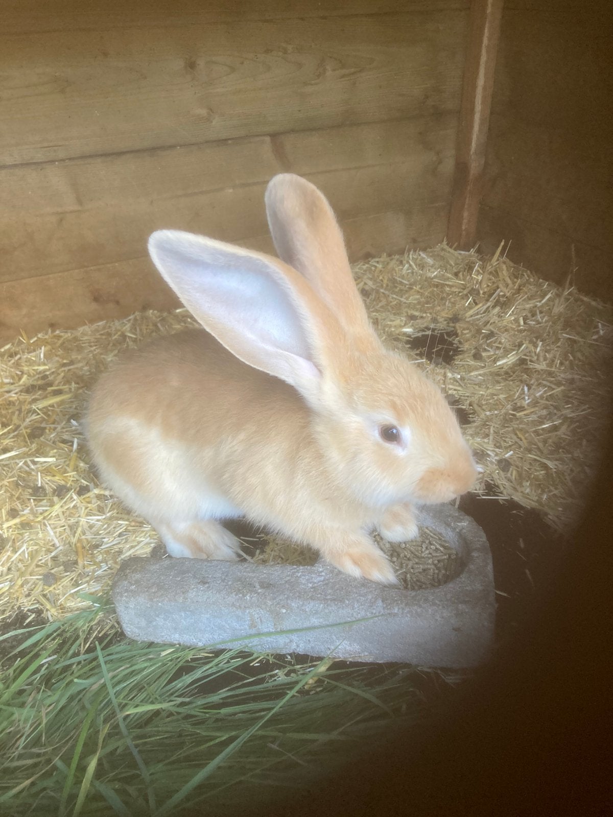 gezocht gele vlaamse reus ram, Dieren en Toebehoren