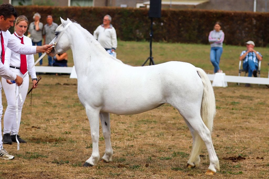 Super fijne menpony's welsh a merries, Merrie, Niet van toepassing, A pony (tot 1.17m), Met stamboom