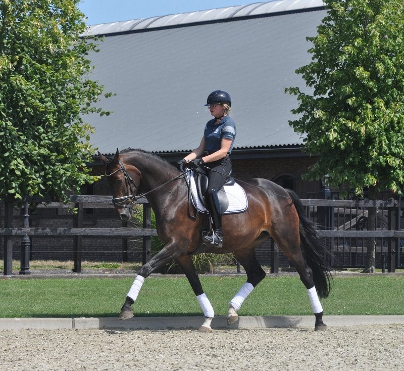 Superfijn en braaf z dressuurpaard, Dieren en Toebehoren, Paarden, Merrie