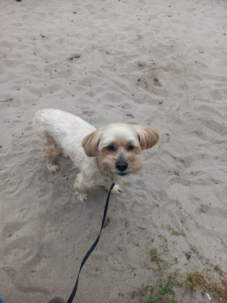 Hondje aangeboden, 6 jaar of ouder, Reu, Eén hond, Klein