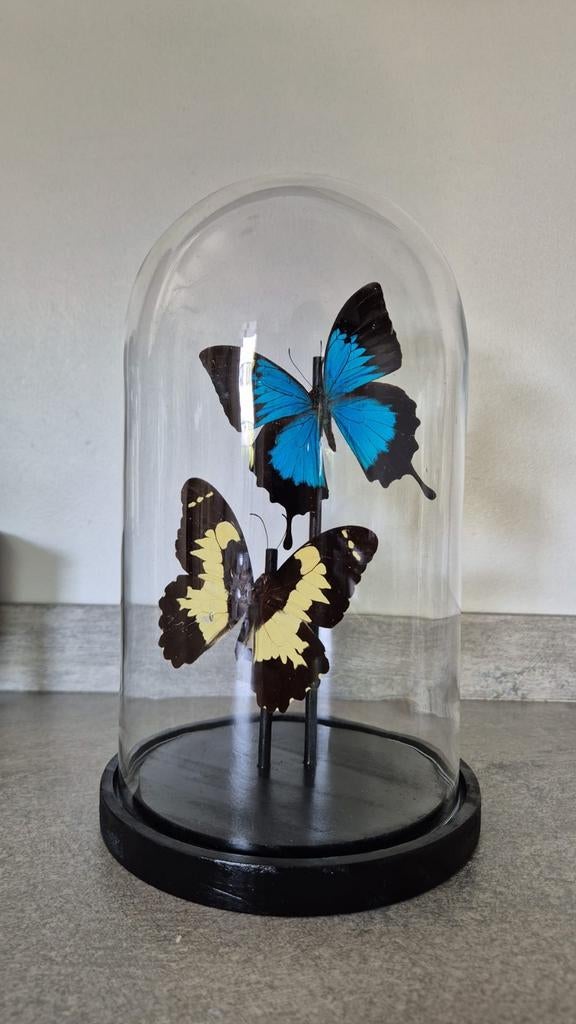 GEZOCHT: Dode insecten / vlinders voor hobby taxidermy