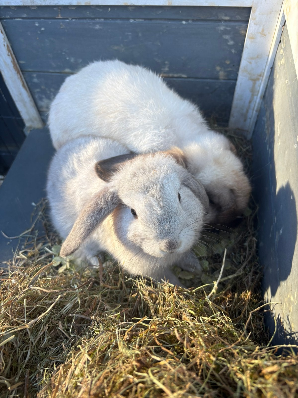 Hangoor konijnen, Dieren en Toebehoren, Konijnen, Meerdere dieren, Middelgroot, Hangoor