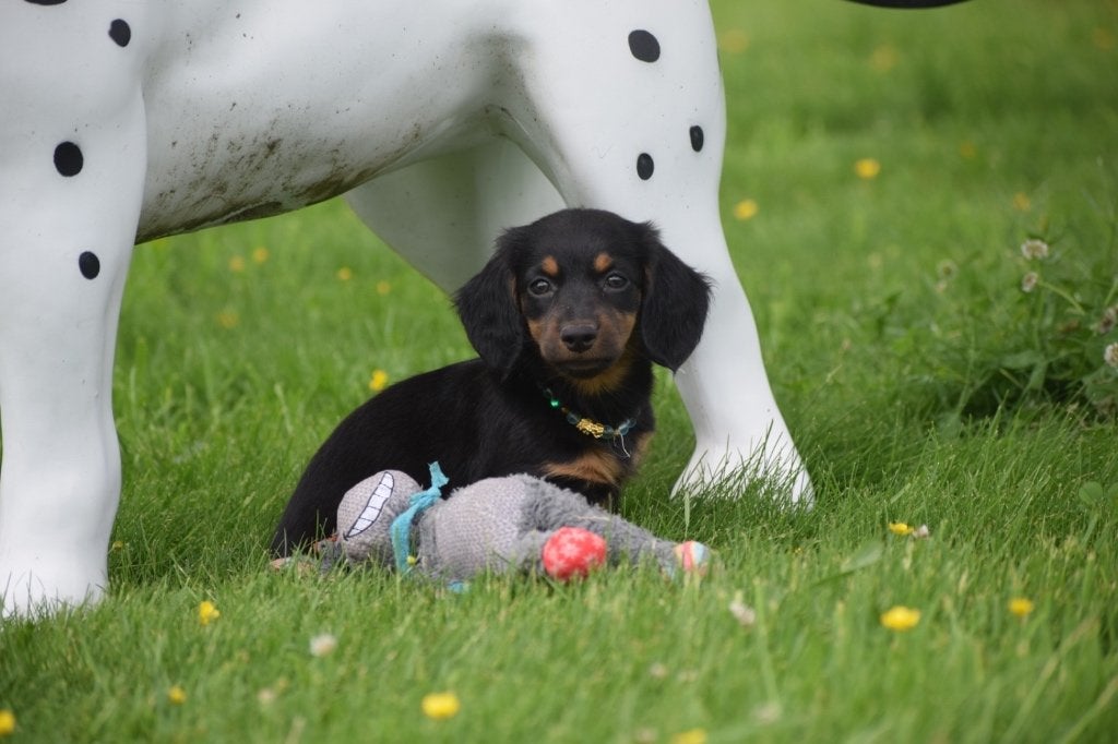 Teckel pups, Dieren en Toebehoren, België, 8 tot 15 weken, Dwerg, Langhaar