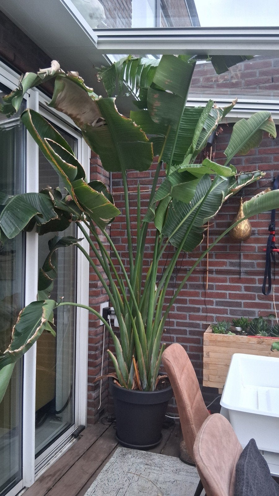 Enorme Paradijsvogelplant incl pot, Tuin en Terras, Planten | Bomen, Bloeit niet, Overige soorten, 250 tot 400 cm, Ophalen