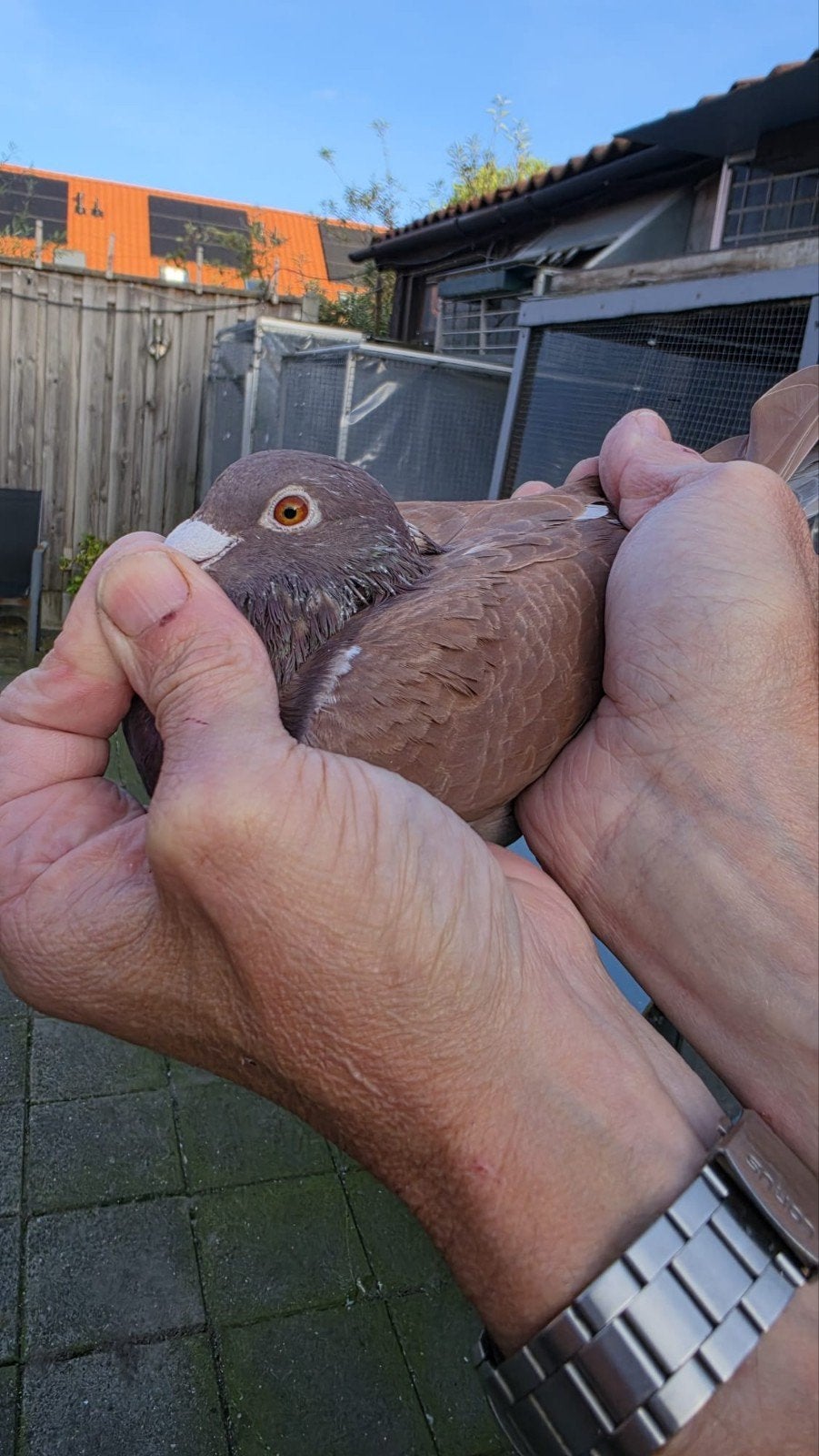 te koop wegens teveel 3 goed gebouwen doffers, Mannelijk, Postduif