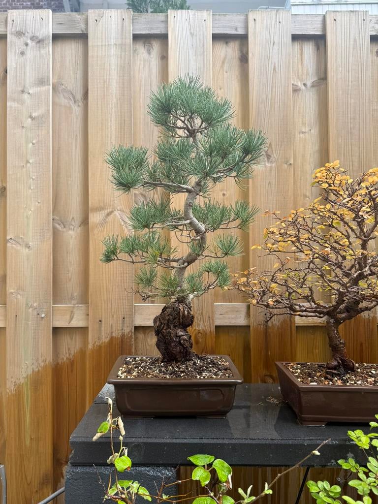 Bonsai, Tuin en Terras, Planten | Bomen, Ophalen, Bloeit niet, Halfschaduw, Overige soorten