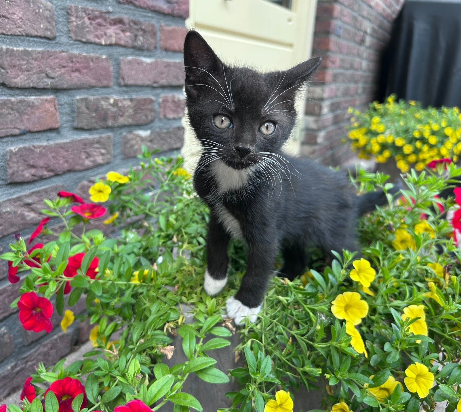 3 lieve tamme zwart wit kittens 8 weken, Meerdere dieren, 0 tot 2 jaar