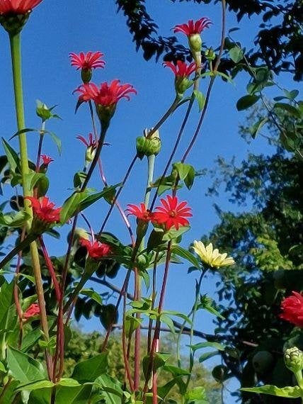 zaden Zinnia Red Spider, Verzenden, Voorjaar, Volle zon, Zaad