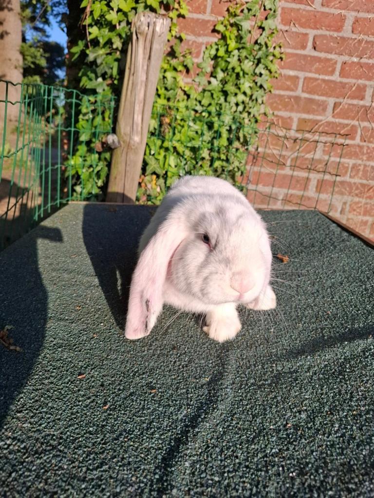 Franse hangoor, Dieren en Toebehoren, Mannelijk, Groot