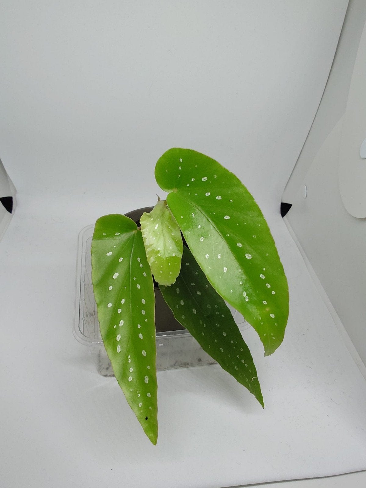 Begonia Tamaya, Ophalen of Verzenden, Halfschaduw, Minder dan 100 cm