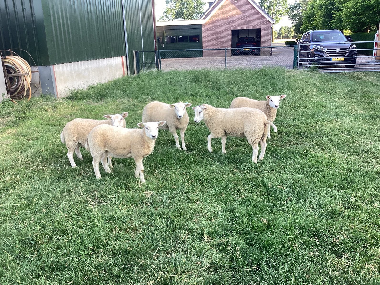 TE KOOP 5  MOOIE ZWOEGERVRIJE OOILAMMEREN, Dieren en Toebehoren, Schapen, Geiten en Varkens, Vrouwelijk, Schaap