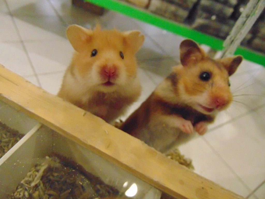 Goudhamster hamster in Assen., Dieren en Toebehoren, Hamster, Augustus, Meerdere dieren, Tam