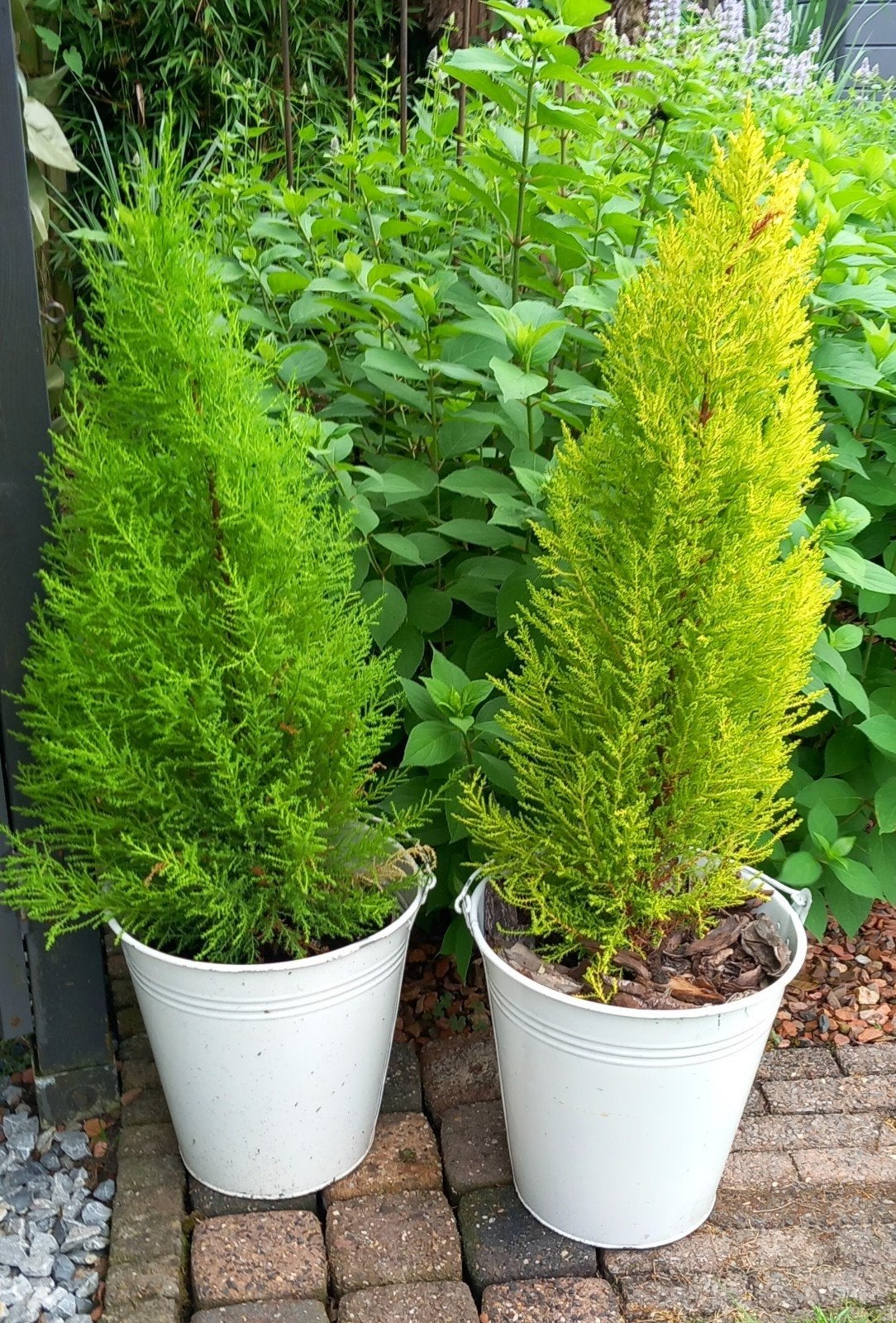 2 kleine coniferen inclusief witte emmers, Volle zon, Vaste plant, Bloeit niet, Ophalen