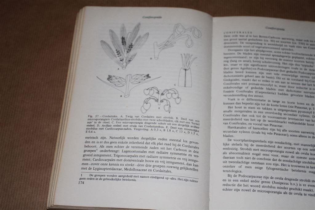 Mossen en vaatplanten. Bouw, levenscyclus Cormophyta..., Ophalen of Verzenden, Gelezen