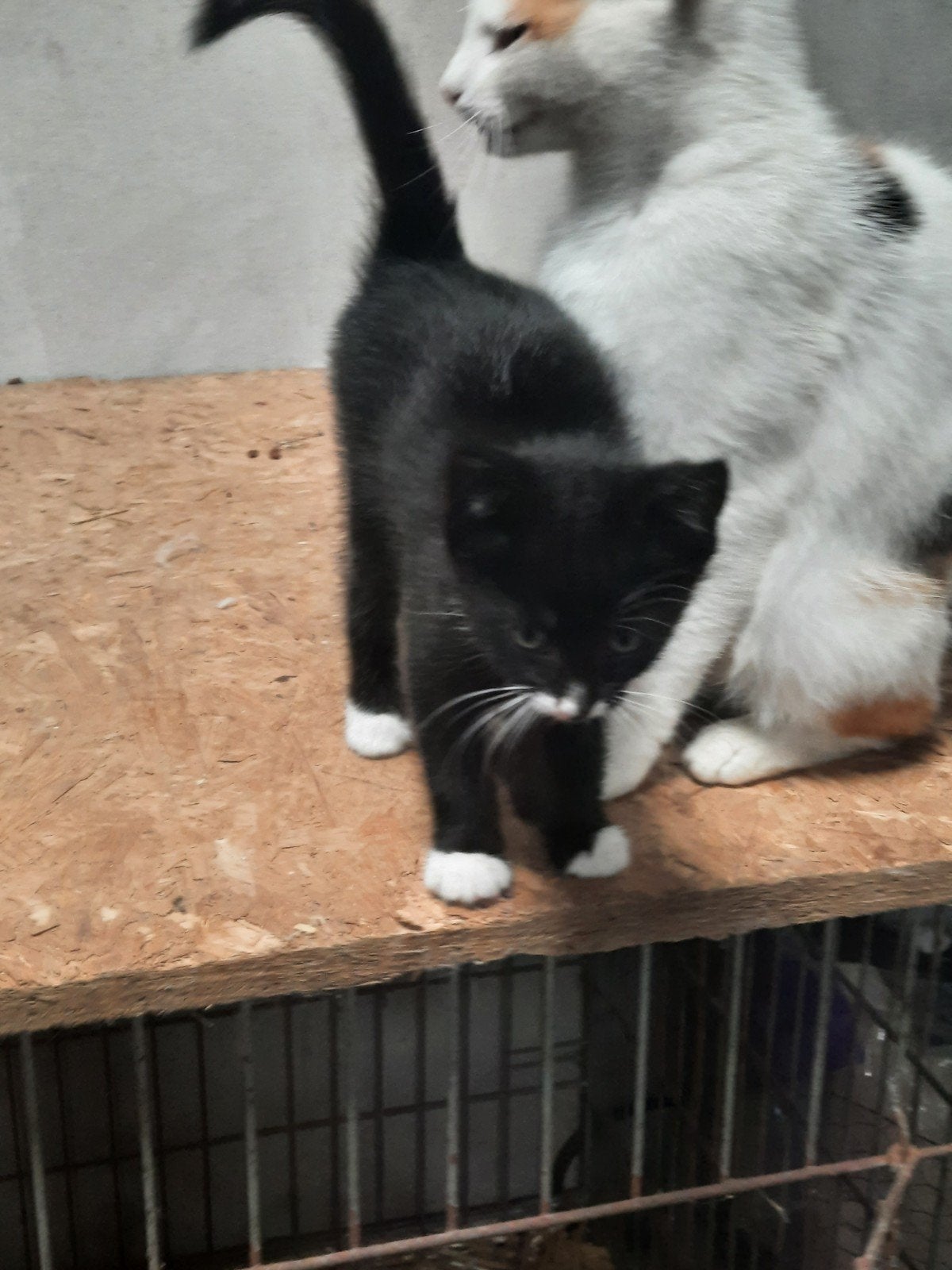 Boerderij kittens, Dieren en Toebehoren, Katten en Kittens | Overige Katten, Meerdere dieren, 0 tot 2 jaar
