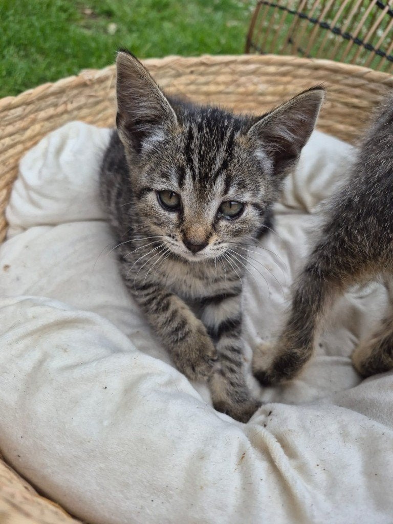 6 Kittens, Poezen en Katertjes,, Dieren en Toebehoren, Katten en Kittens | Raskatten | Korthaar, Meerdere dieren, 0 tot 2 jaar
