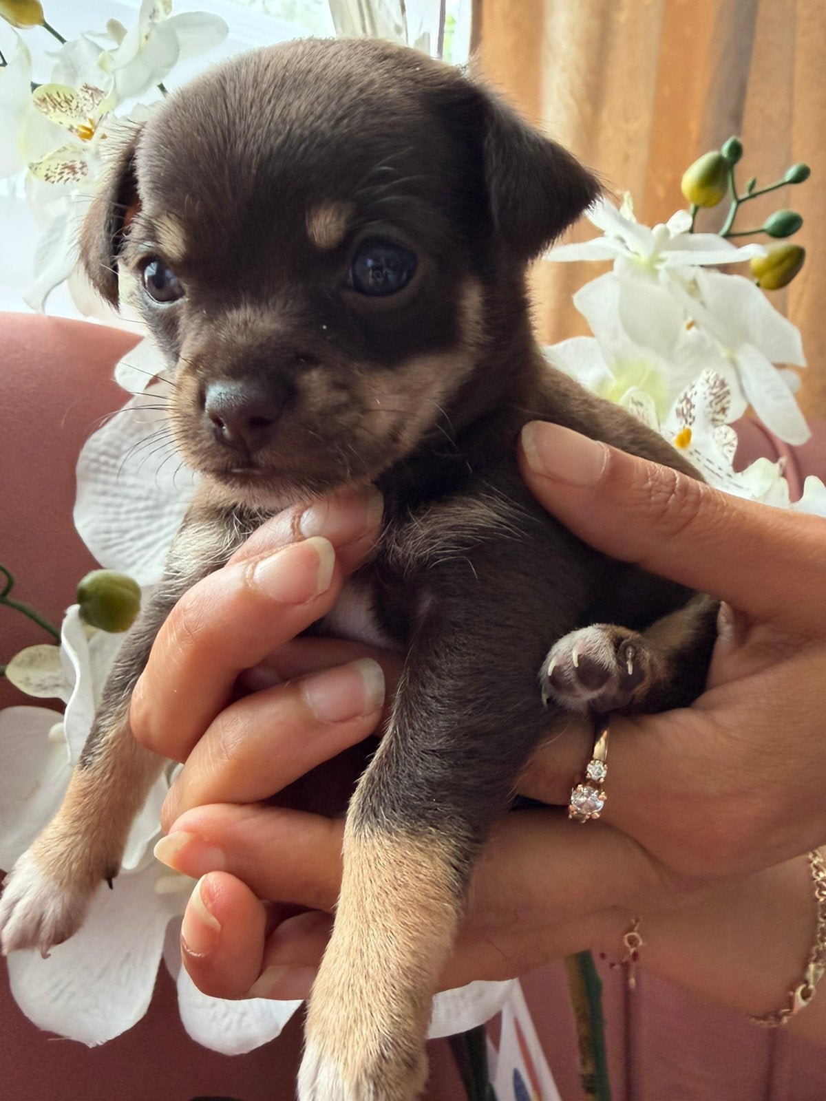 Lieve Chihuahua pups zoeken een gouden mandje, 8 tot 15 weken, Meerdere, Meerdere dieren, Chihuahua