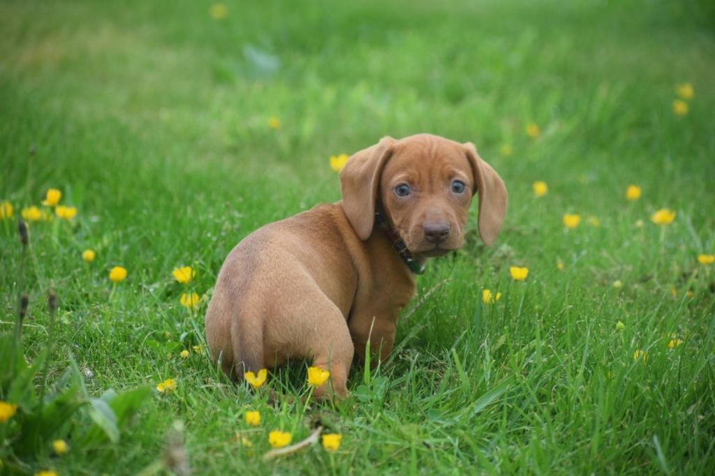 Teckel pups kies uw kleurtje, België, 15 weken tot 1 jaar, Korthaar, Dwerg