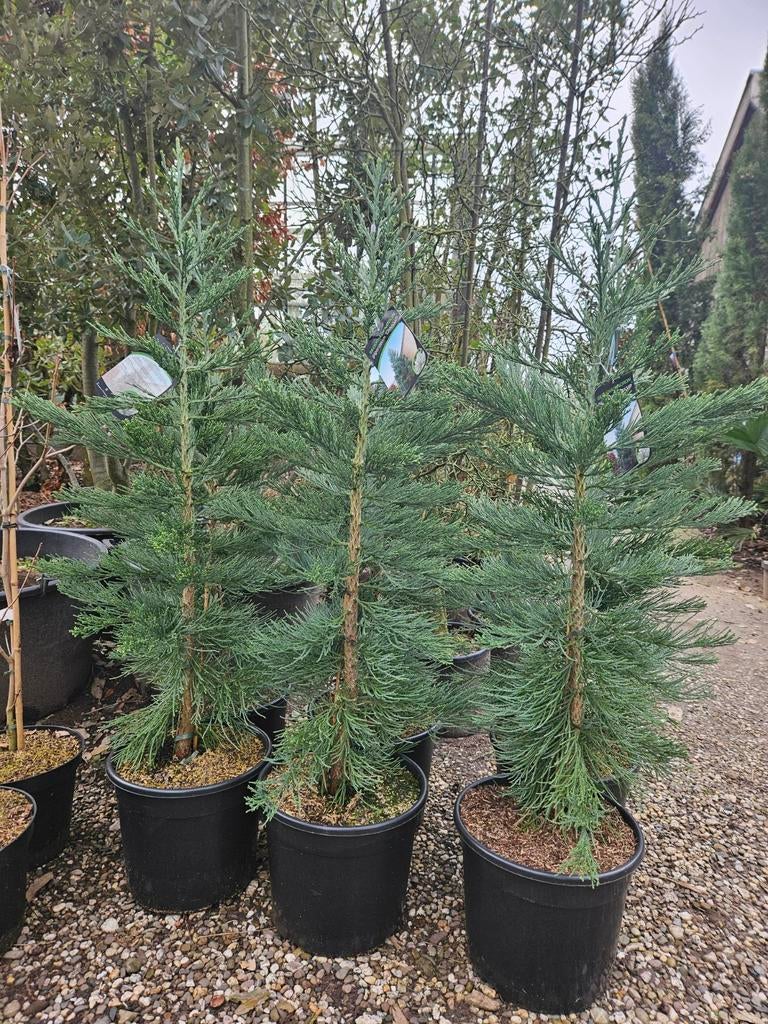 Sequoiadendron Giganteum Glaucum / blauwe mammoet boom ‼️‼️, Bloeit niet, 400 cm of meer, Ophalen, Volle zon