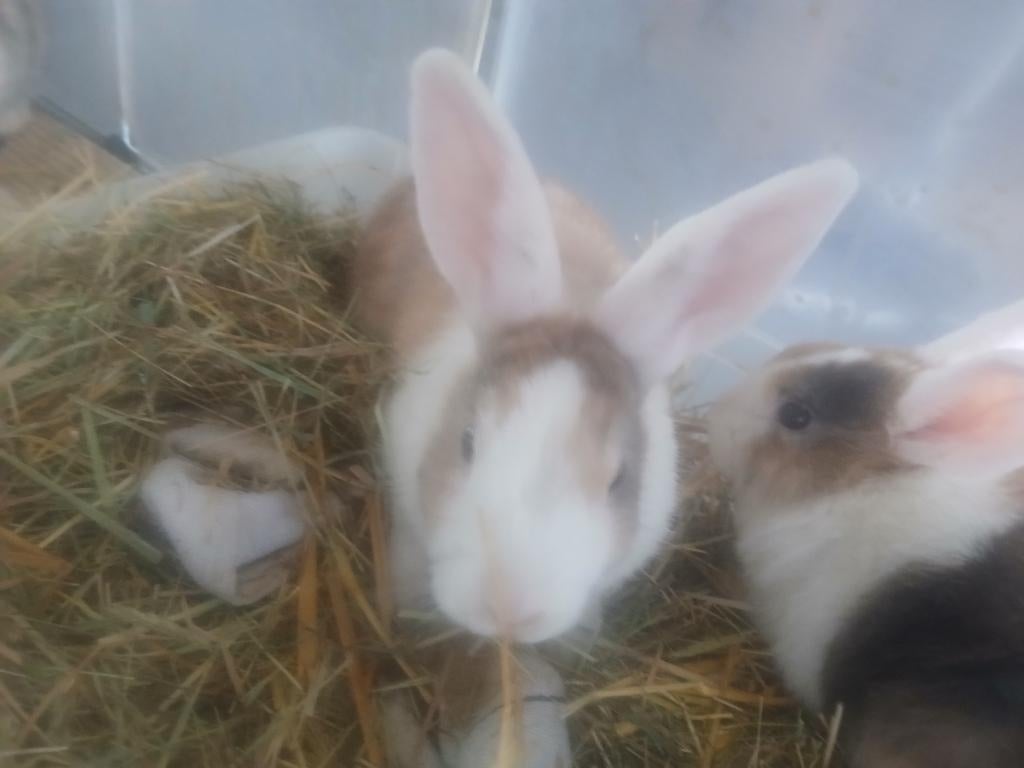 Konijntjes, Meerdere dieren, Dwerg, Hangoor, 0 tot 2 jaar