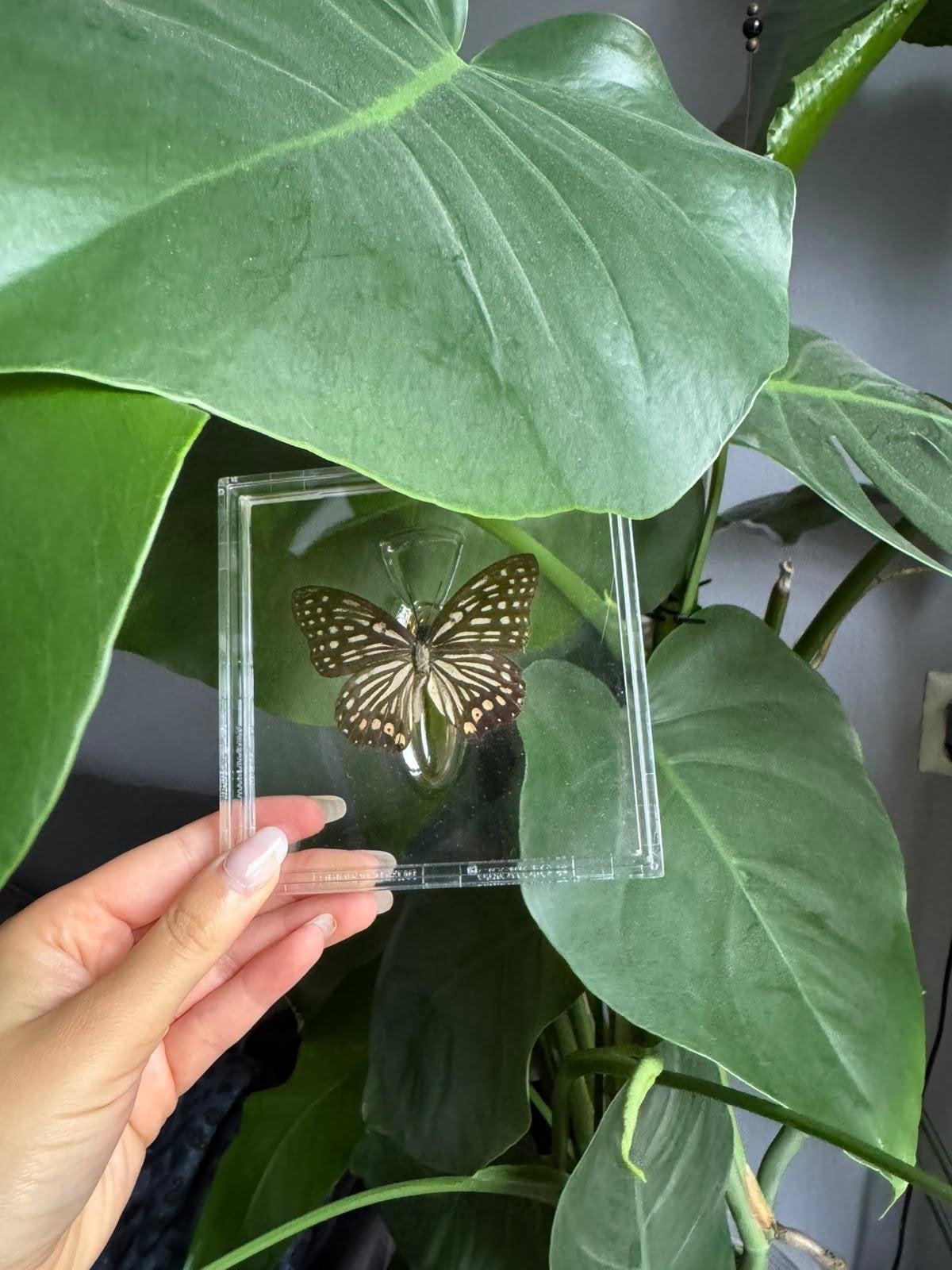 Echte vlinder in lijstje, Ophalen of Verzenden, Nieuw, Insect, Opgezet dier