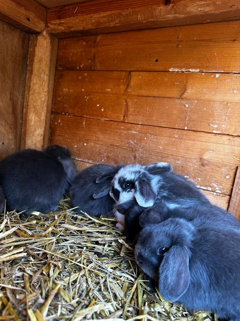 Dwerg Hangoortjes, Meerdere dieren, Dwerg, Hangoor