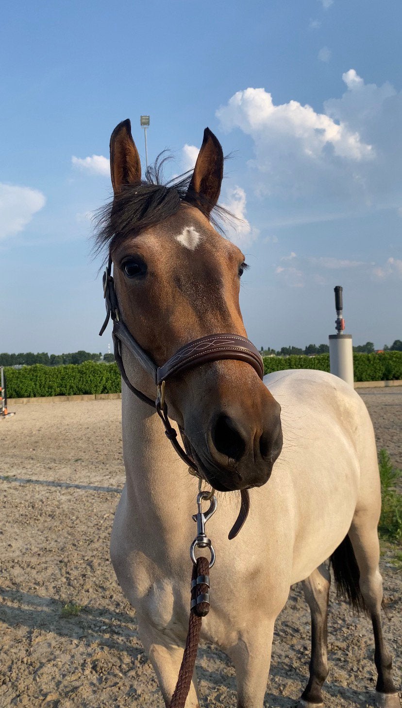 Lieve speciaal gekleurde pony te koop, Merrie, Springpony, 0 tot 2 jaar, Onbeleerd