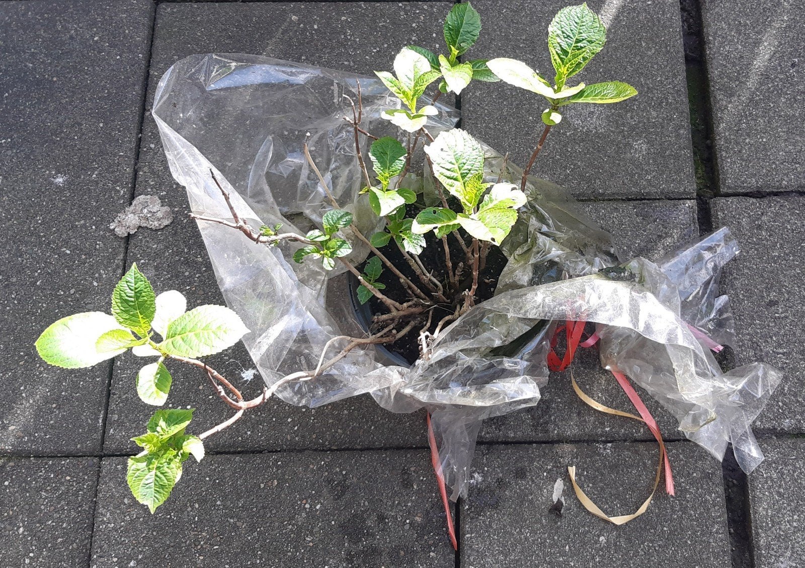 Hortensia, Ophalen, Minder dan 100 cm, Overige soorten, In pot