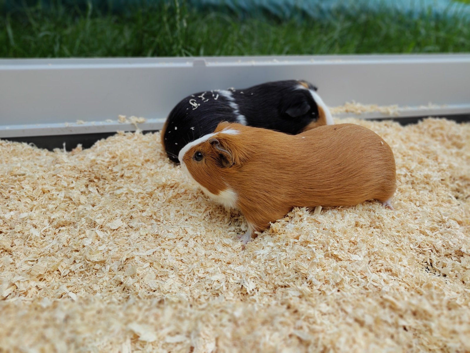 Twee schattige cavia's (beren) evt met.hok en toebehoren., Dieren en Toebehoren, Knaagdieren, Juli, Mannelijk, Cavia