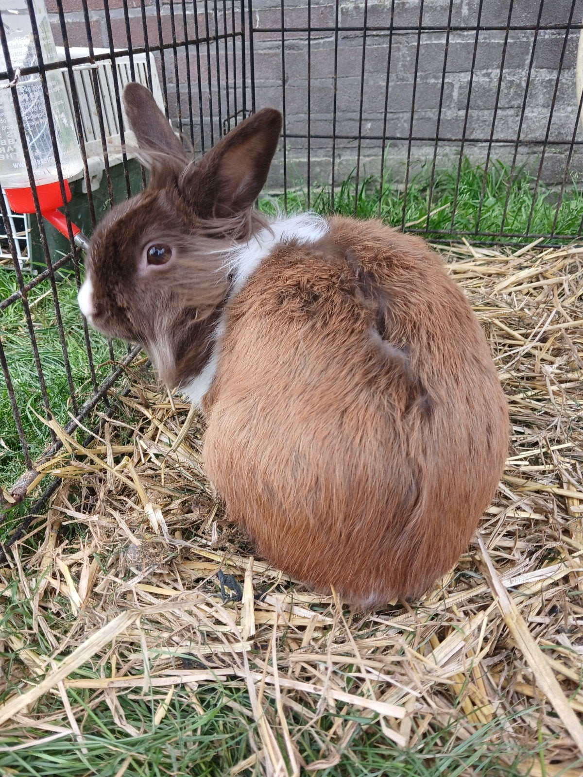 Prachtige chocoladebruine ram, Dieren en Toebehoren, Konijnen, Mannelijk, Groot, 0 tot 2 jaar