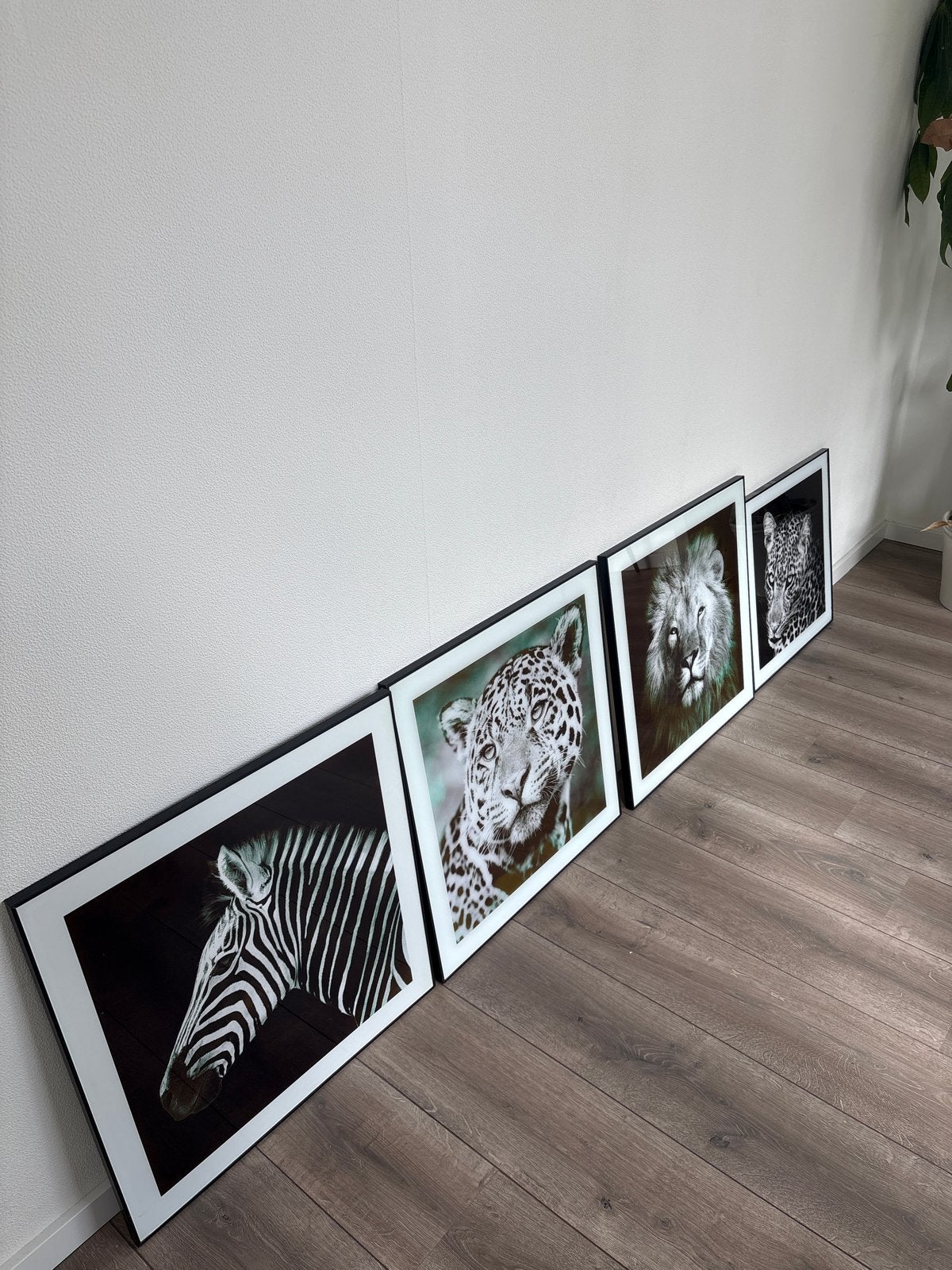 Set van 4 ingelijste prints van wilde dieren (zebra, luipaar, Ophalen, 50 – 75, 50 tot 75 cm, Print