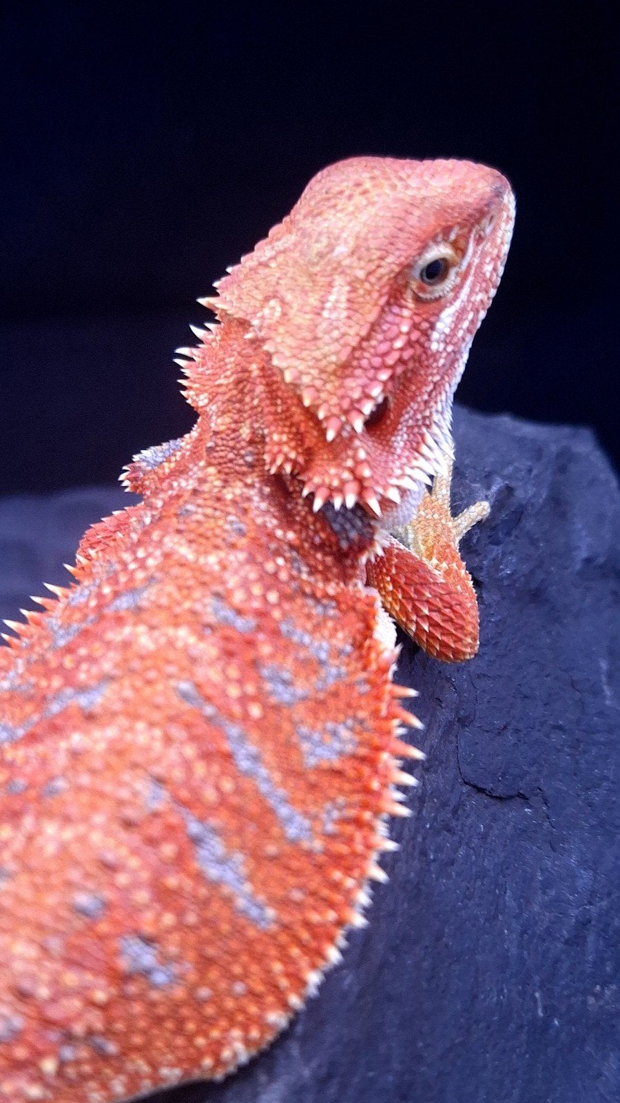 Red Hypo Blue Tiger Baardagaam vrouwtje 9 weken oud Bearded Dragon photo 2