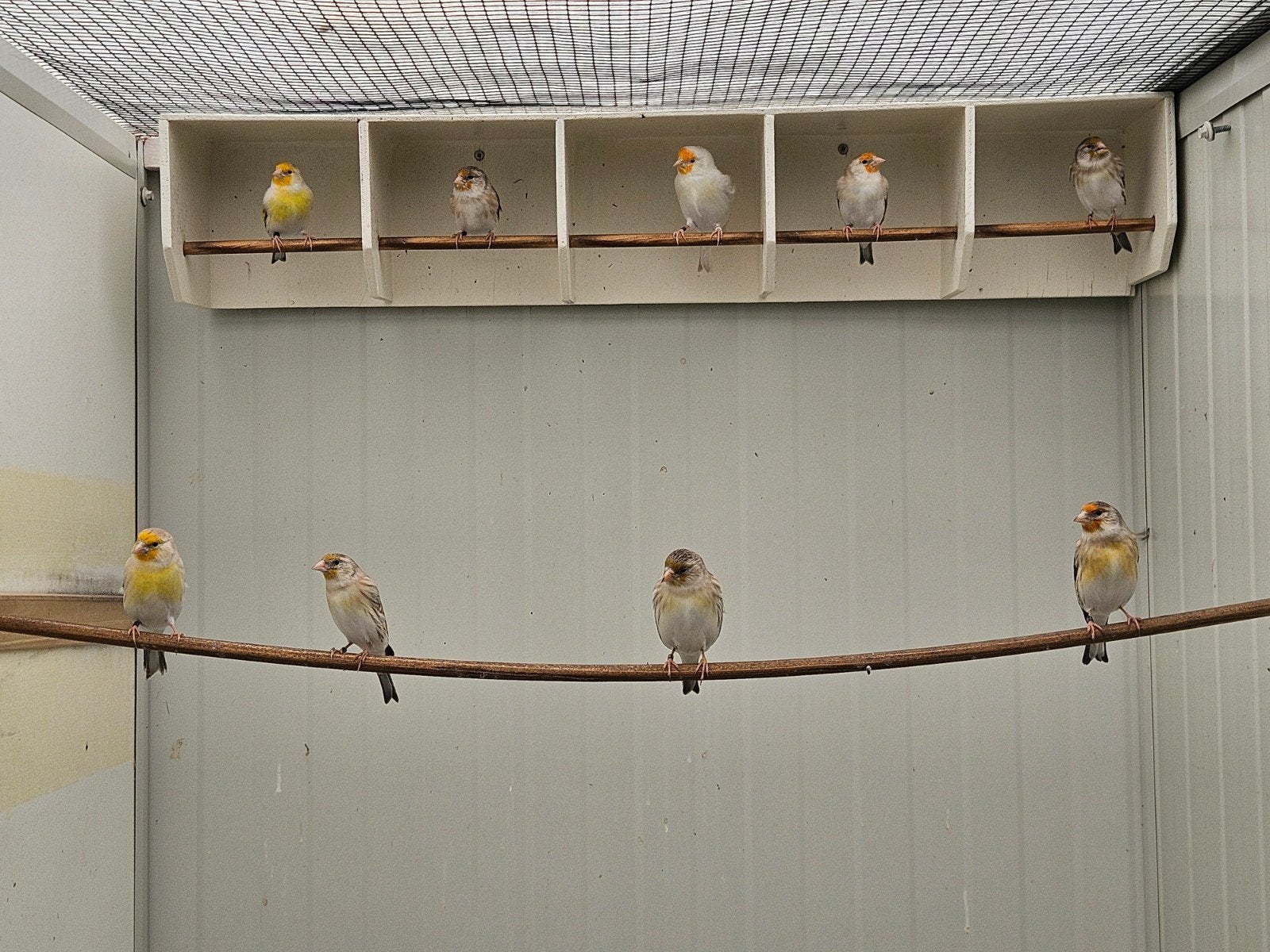 TE MOOI BASTAARD POPPEN !!, Dieren en Toebehoren, Vrouwelijk, Bastaard