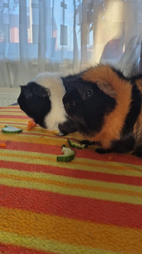 Cavia, Juni, Mannelijk, Cavia