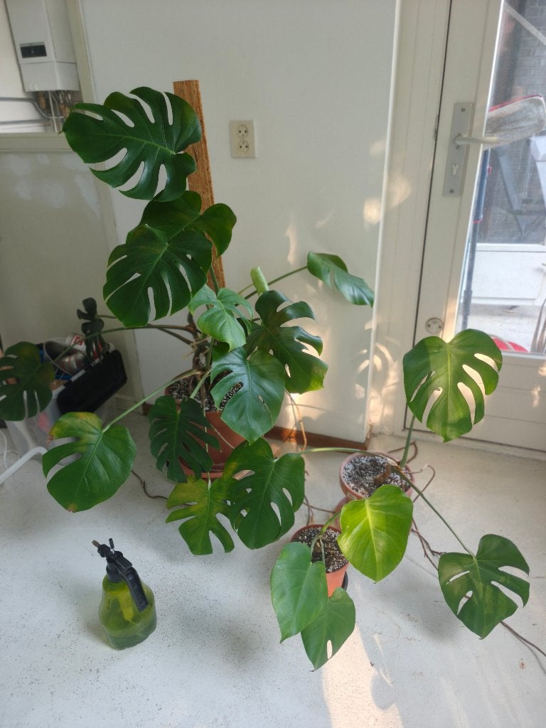 Complete houseplant collection - approx. 14 plants (plant lo, Ophalen, Halfschaduw, Minder dan 100 cm