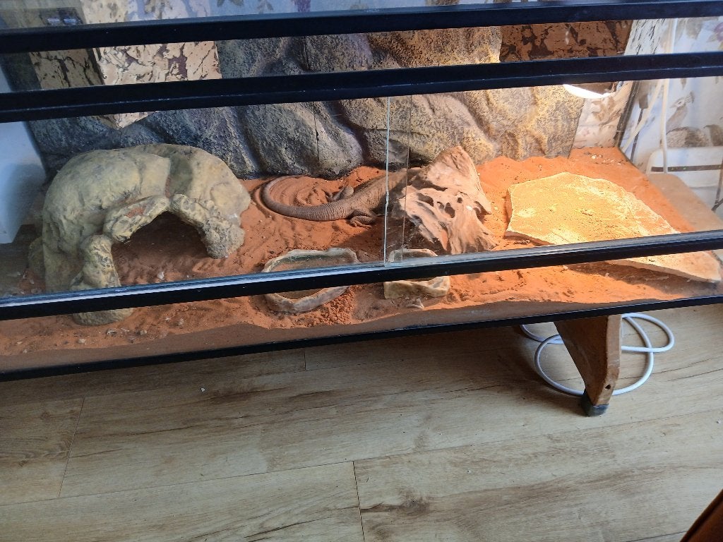 Baardagaam en bak, Dieren en Toebehoren, Reptielen en Amfibieën, Hagedis, Met terrarium, 3 tot 6 jaar