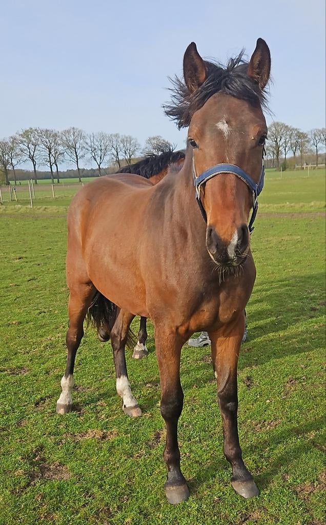 Grote 2 jarige Kwpn springruin, Springpaard, Met stamboom, Ruin, 0 tot 2 jaar