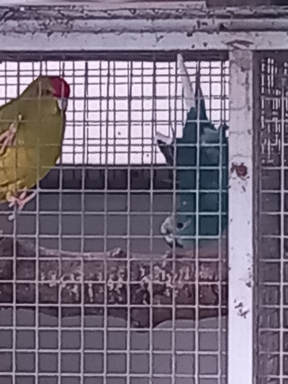 kakariki, Meerdere dieren, Parkiet