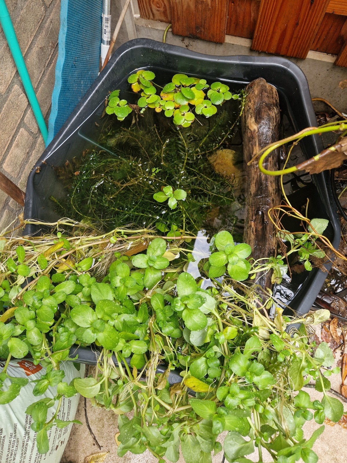 gratis vijverplanten, Ophalen