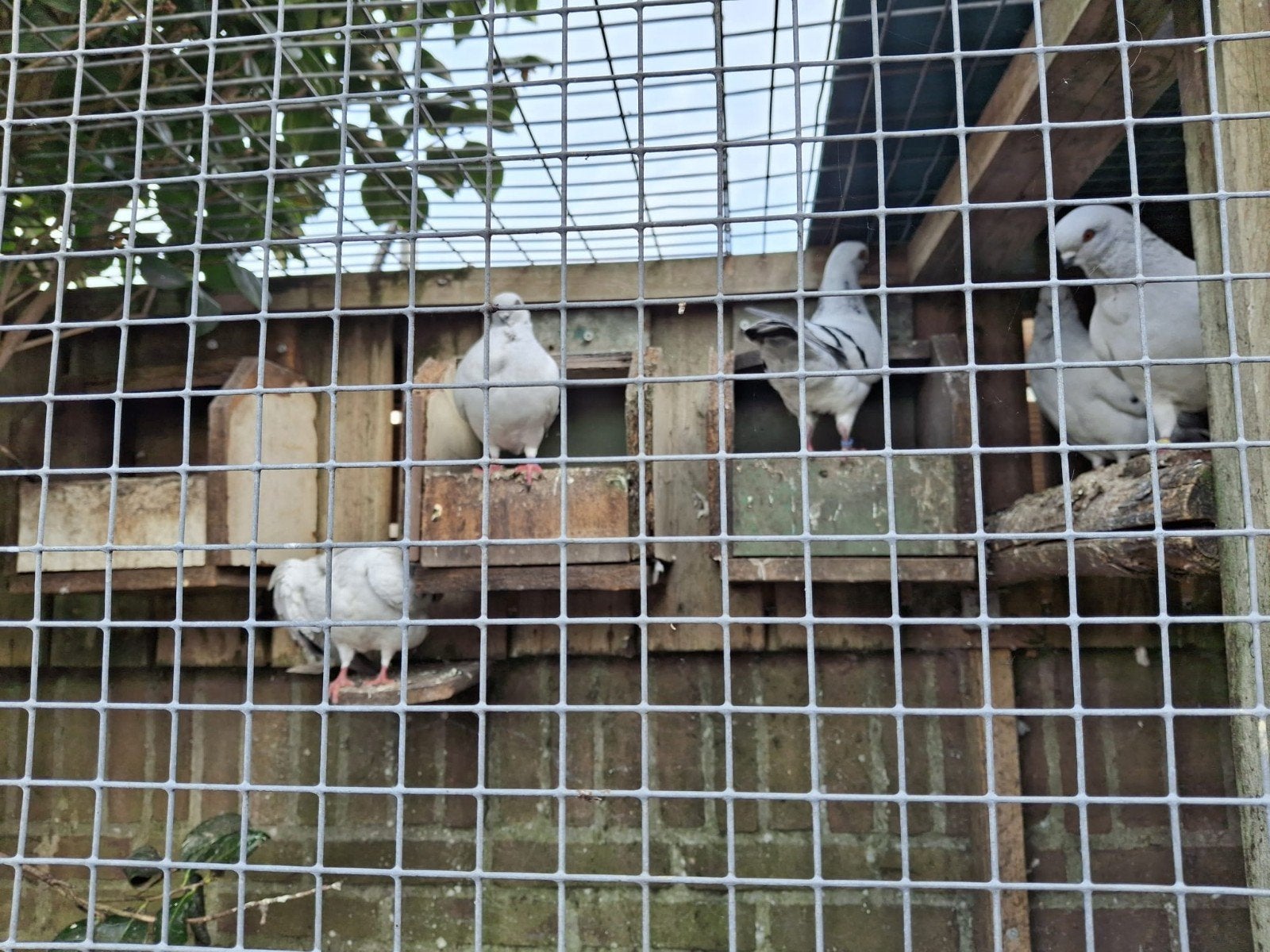 sier duiven diverse soorten, Dieren en Toebehoren, Vogels | Duiven, Meerdere dieren, Overige soorten