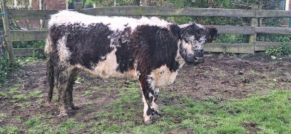 Riggit Galloway's GERESERVEERD!!!!, Dieren en Toebehoren, Runderen, Vrouwelijk