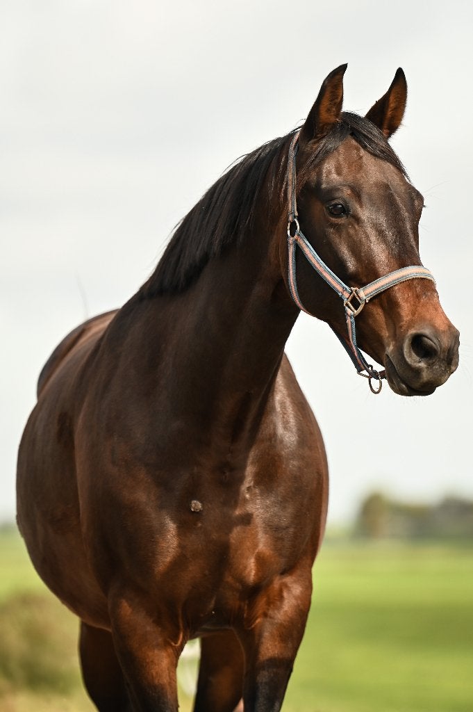 Lieve merrie met karakter (Las Vegas x Sunny Boy), Merrie, Met stamboom, Dressuurpaard, 3 tot 6 jaar