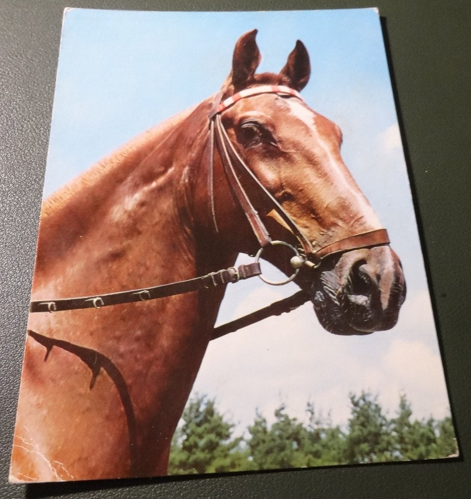 Paarden - Fraai Hoofd - KHo02, Verzenden, 1960 tot 1980, Gelopen, Paard